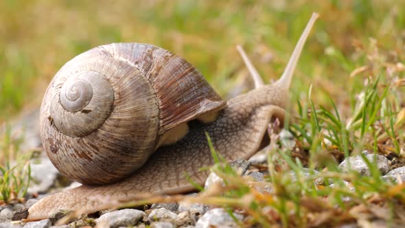 Macro shot of a brown slimy snail with snail shell crawling over a forest ground.