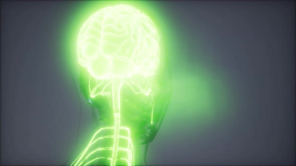 Human Brain Radiology Exam alt