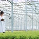 Hydroponics Method of Growing Salad in Greenhouse. Two Lab Assistants Examine Verdant Plant Growing - VideoHive Item for Sale