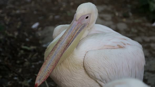 Pelecanus Onocrotalus Also Known As the Eastern White Pelican