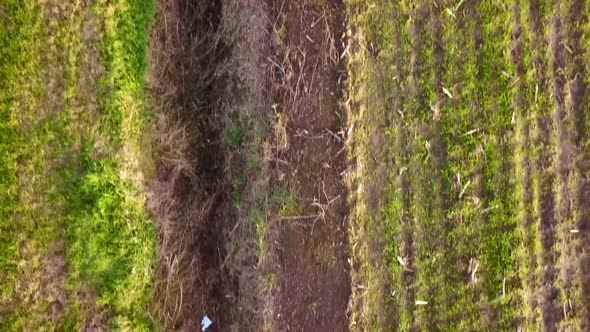 Endless Rows of Crop on a Farmland Aerial Drone Shot