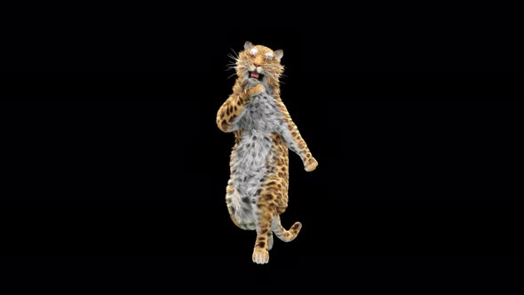 Leopard Dancing 4K