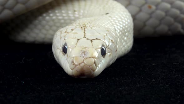 Texas Rat Snake Isolated on a Black Background in Studio