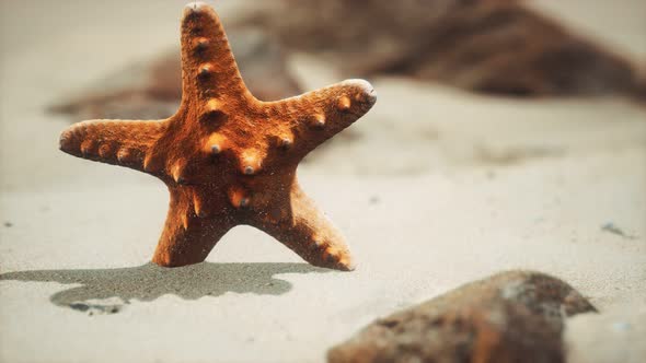 Red Starfish on Ocean Beach with Golden Sand