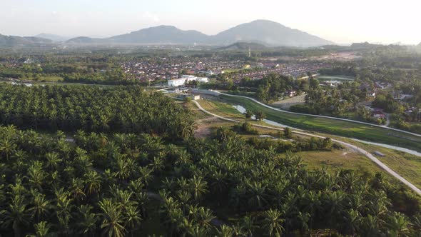 Aerial view oil palm plantation near resident housing