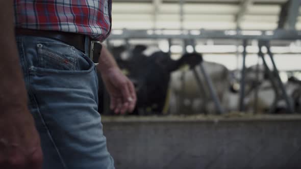 Cowshed Worker Walking Barn Checking Livestock Health on Rural Farm Closeup