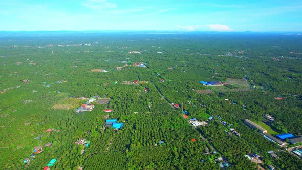 Aerial view of agriculture in coconut grove for cultivation