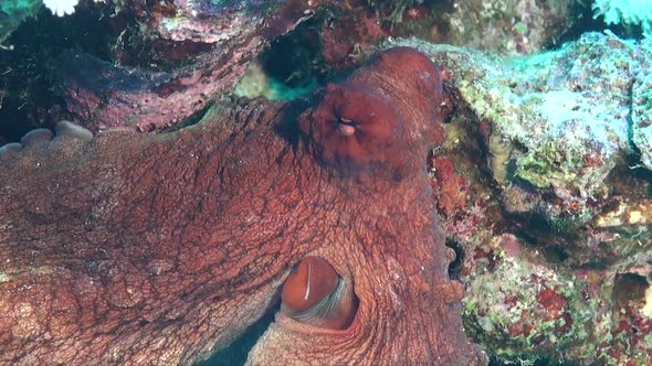 Reef Octopus super close up showing eye and siphon