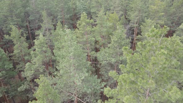 Trees in a Pine Forest During the Day Aerial View