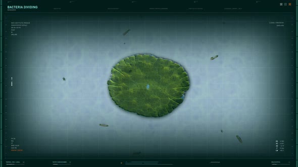 Bacterial Division Process Under Microscopic Study By Biology Professor