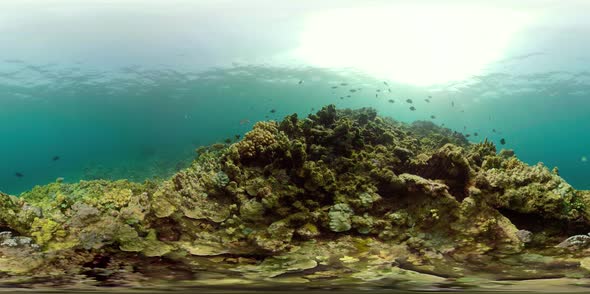 Coral Reef and Tropical Fish Vr360