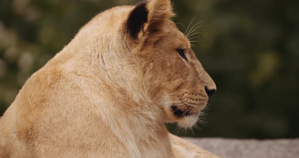 Lion Cub Resting In Safari Park