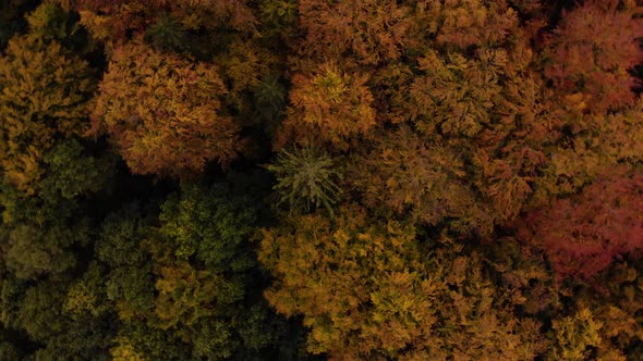 Drone hover over green autumn forrest park trees