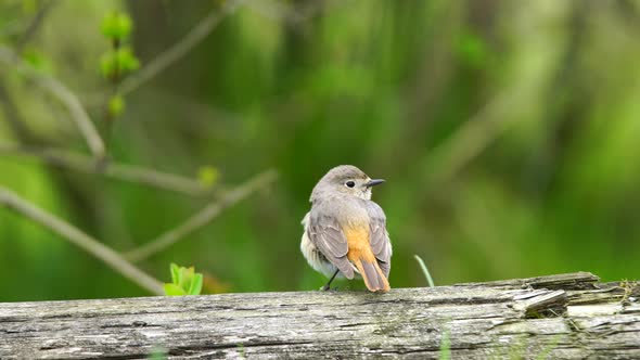 Black Redstart