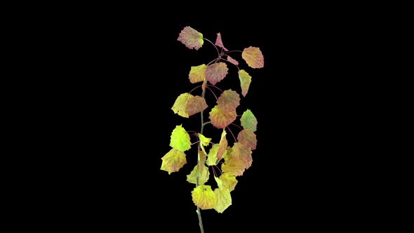 Time-lapse of drying Aspen leaves