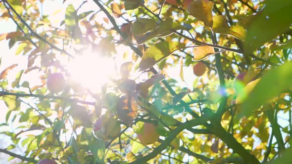 Inside an apple tree.