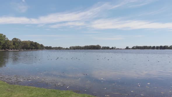 Lagoon with ducks, black-necked swans and herons. Trees in the background. Droneing forward.