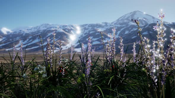 Lavender Field with Blue Sky and Mountain Cover with Snow