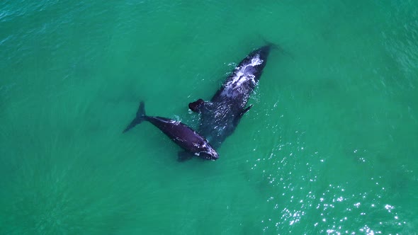 Right whale calf stays protectively over its mom that's floating on her back under surface