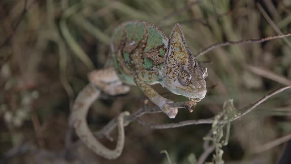 Chameleon feeding in captivity with handlers in slow motion