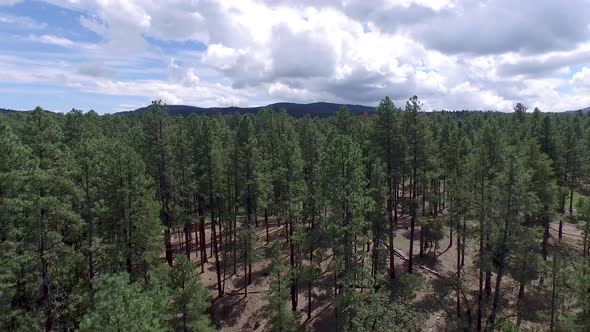 Drone aerial footage of the pine forest of the Prescott National Forrest, ?Prescott, Arizona. Pan ov