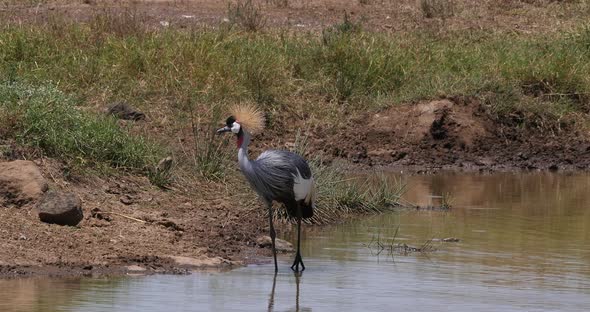 Grey Crowned Crane, balearica regulorum, Adult standing in waterhole, Nairobi Park in Kenya