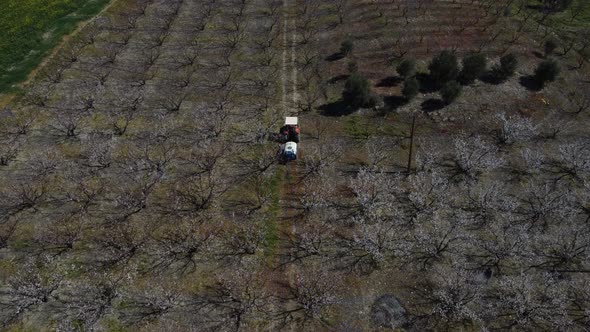 Workers Spraying Blooming Apricot Orchard