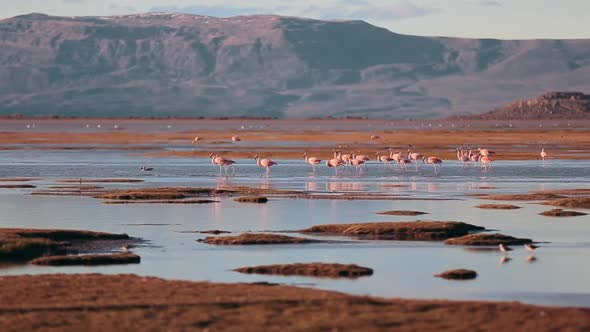 Birds with Pale Pink Bodies in Shallow Lake Waters.