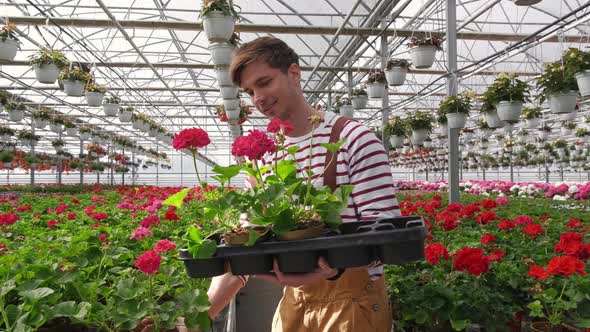 Male Gardener is Taking Care of Plants While Gardening Flowers in Greenhouse