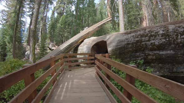 Footbridge and a tunnel in a tree, Sequoia National Park, California, USA