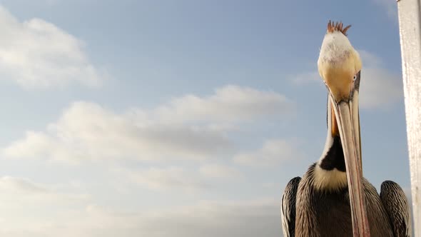 Wild Brown Pelican on Pier California Ocean Beach USA