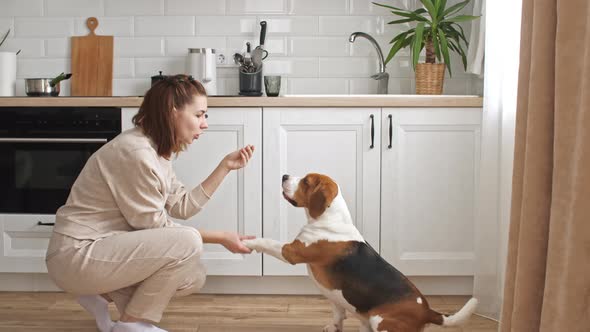 The Female Owner of the Beagle Dog Training and Treats Her Pet with a Treat