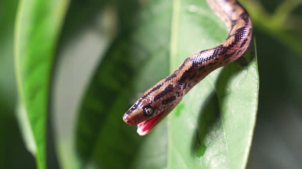 The Boa Constrictor Opens Its Mouth and Shows Its Teeth