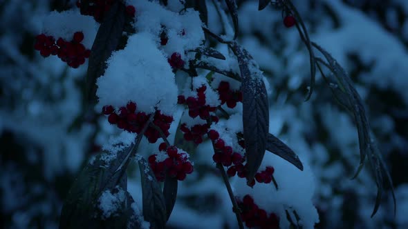 Berry Bushes In Snow Fall In The Evening