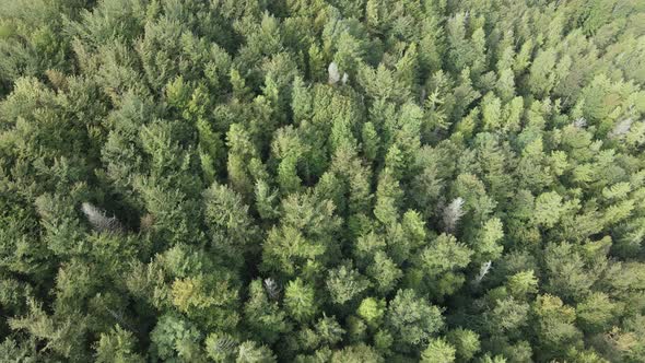 Forest in the Mountains. Aerial View of the Carpathian Mountains in Autumn. Ukraine