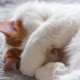 The cat covers its face with its paws - VideoHive Item for Sale