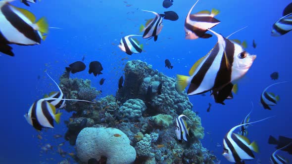 Underwater Tropical Colourful Fish