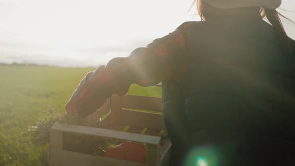 Young Woman Farmer in Hat Holding Orange Pumpkin in Her Hands the at Field at Sunset Time