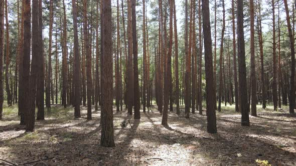 Landscape Inside the Forest with Pine Trees