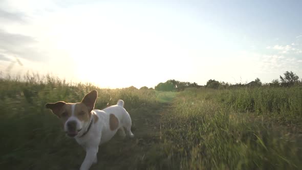 Jack Russell Terrier Dog Runs Across The Field With Green Grass At Sunset