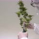 Pruning Cannabis Flowers At The Cannabis Harvest Stage - VideoHive Item for Sale