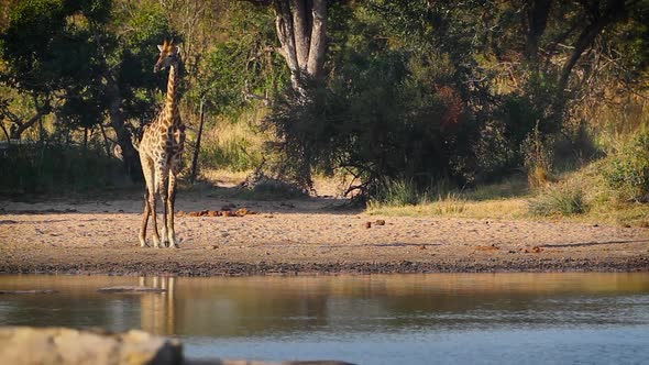 Giraffe in Kruger National park, South Africa