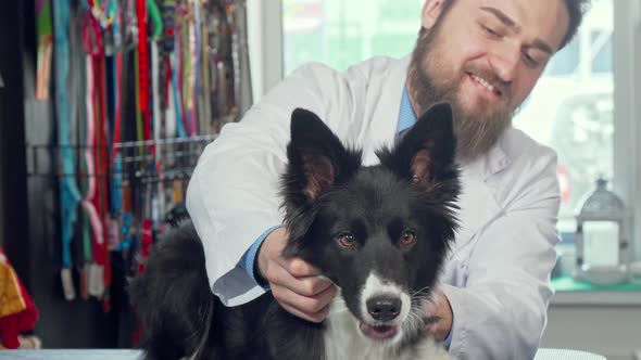 Cropped Shot of Adorable Happy Healthy Dog at the Veterinary Clinic