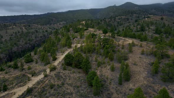 Pine Forest In Summit Of Tenerife 4k