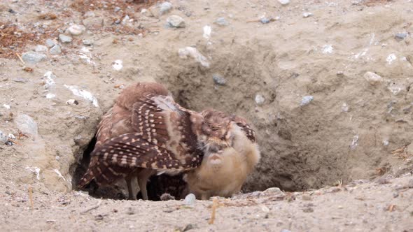 Burrowing Owl in the Desert