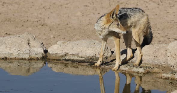 Black Backed Jackal at a Waterhole