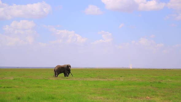 Famous Amboseli National Park Elephant "Tim" and a distant dust devil