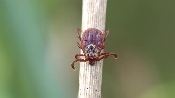 Female Mite Crawling on a Dry Blade of Grass Outdoors Macro