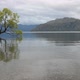 The Most Famous New Zealand Tree Is Wanaka Tree - VideoHive Item for Sale