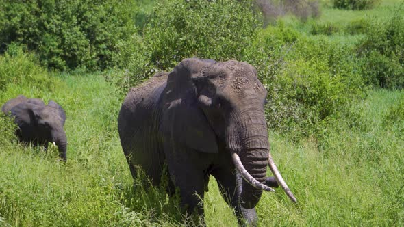 elephants walk the African savannah and chew grass in the wild against the background of the sky and